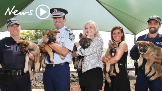 NSW Police Force welcomes five puppies into Police Dog Unit