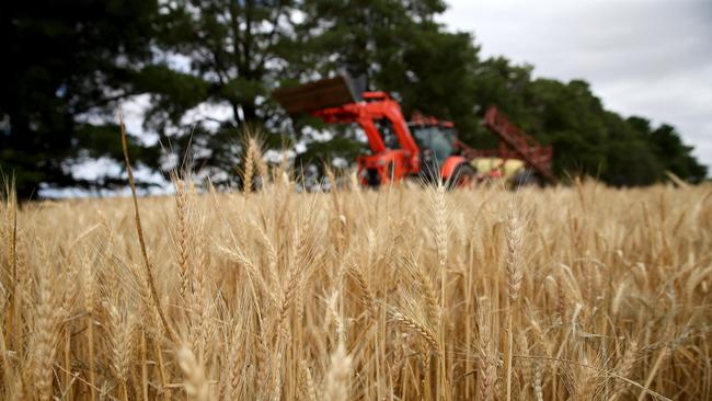 Grain growers are anticipating rain and weighing the risks. Picture: Andy Rogers