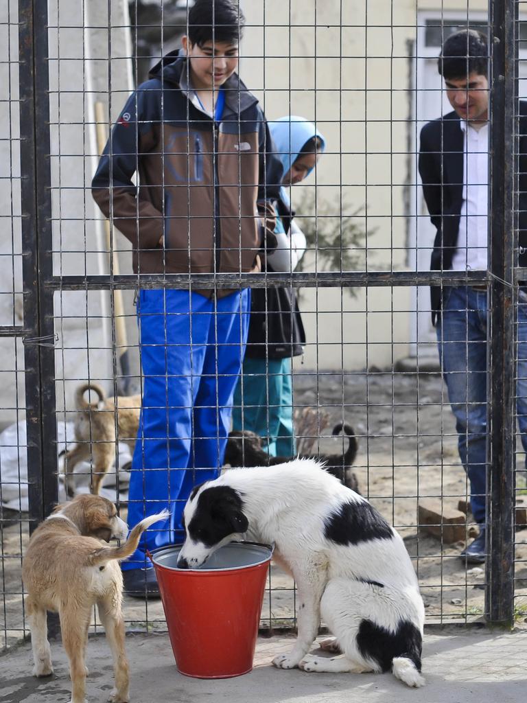 At least 200 cats and dogs have been rescued by the charity. Picture: Ben Birchall/PA Images via Getty Images