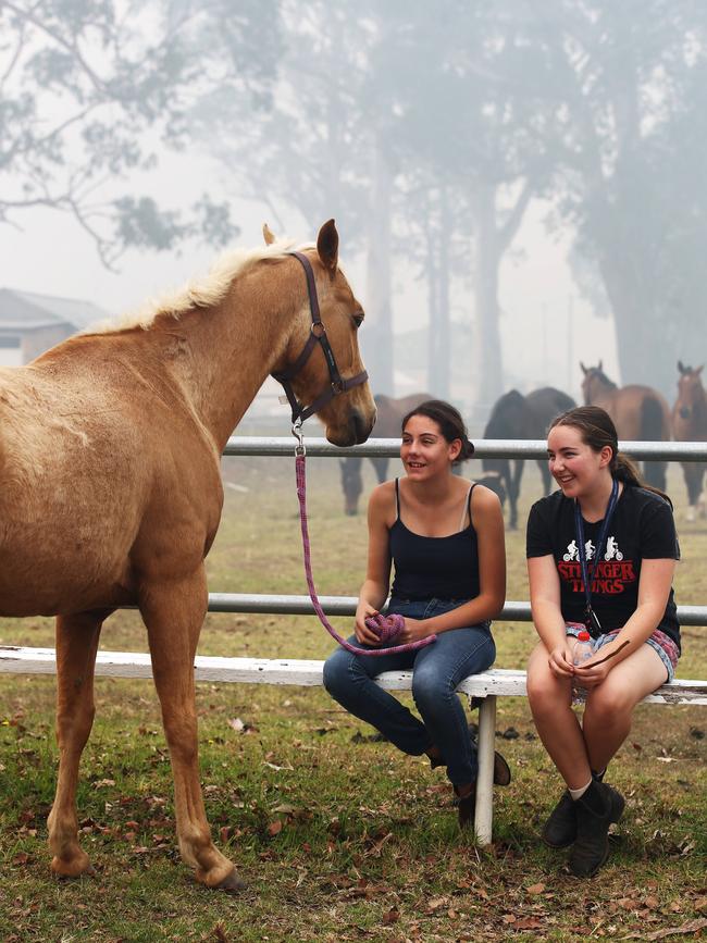 Wauchope Showground become a makeshift animal shelter for local residents during bushfires this week. Picture: Jane Dempster