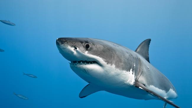 A great white shark on the move.