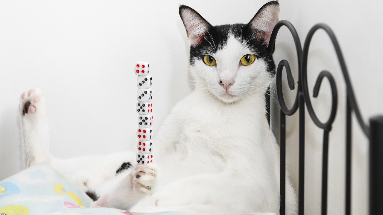 Bibi, the record holder for the most dice balanced on a cat. Picture: Guinness World Records