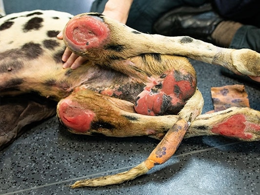 Photos of injuries to Barry the paralysed dalmatian's legs. He was among 37 animals seized from the Storybook Farm-Sacred Animal Farm by the RSPCA on March 20, 2019. Barry was euthanised by RSPCA vets. Picture: RSPCA Queensland