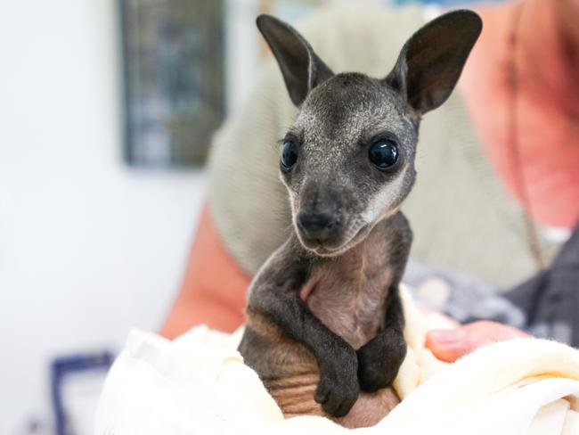 An orphaned swamp wallaby joey that is now in the care of wildlife carer Erika Page.