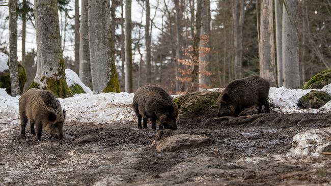 It turns out, the boars have stayed radioactive due to their taste for truffles. Picture: Lino Mirgeler/picture alliance via Getty Images.