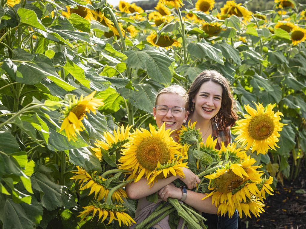 Mia Curtis (left) and Emma Hibbert at Lilyvale Flower Farm picking sunflowers, Saturday, February 1, 2025. Picture: Kevin Farmer