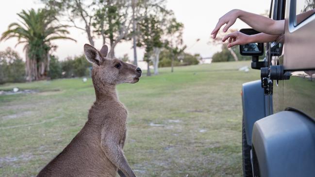 Kangaroos can be seen in large numbers at Toorbul. Photo: Dominika Lis.