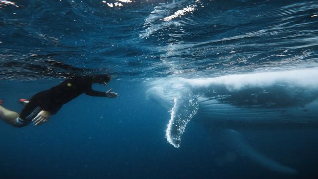 Freediver Adam Sellars reveals plans for Australian-first whale retreat on the Sunshine Coast.