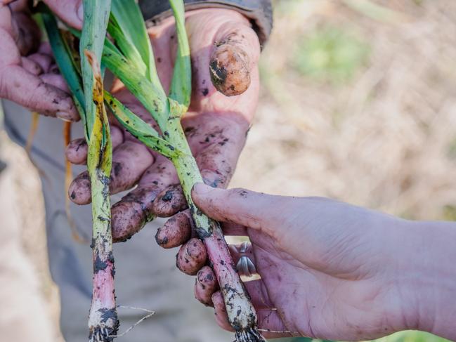 Justine and Brett with their Australian Red Garlic (Hard neck variety). Picture: Laura Ferguson.