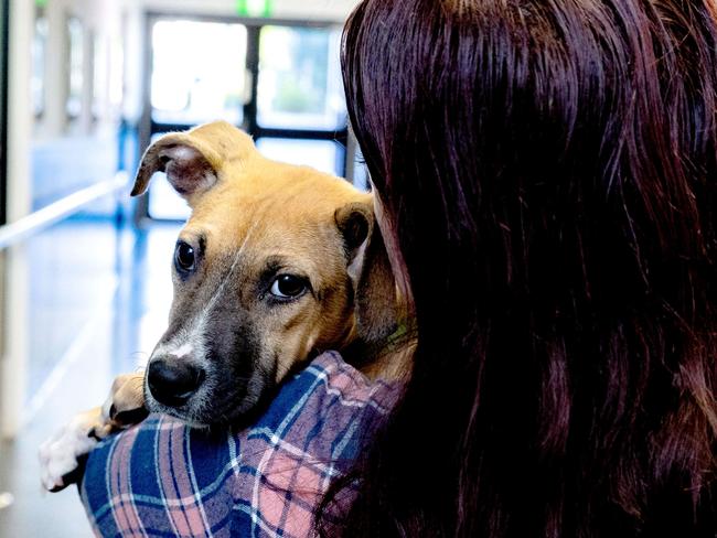 'Skippy' the Kelpie cross for RSPCA's Pets in Crisis, Friday, May 12, 2023 - Picture: Richard Walker