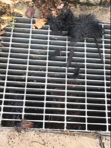 Rubber beads being washed into a stormwater drain at Melwood Oval in Forestville. Picture: Supplied