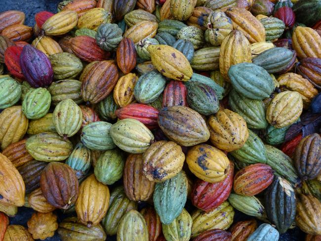 Cacoa pods taken by Igor Van Gerwen on his 2014 trip to Peru.