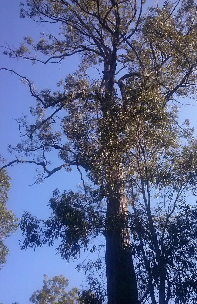 The grey ironbark on the banks of Toowong Creek which is threatened by a school expansion.