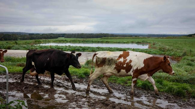 The Blasches have maintained their strong milk numbers after the move. Picture: Nicole Cleary