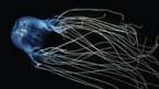 Chironex fleckeri (Box jellyfish)