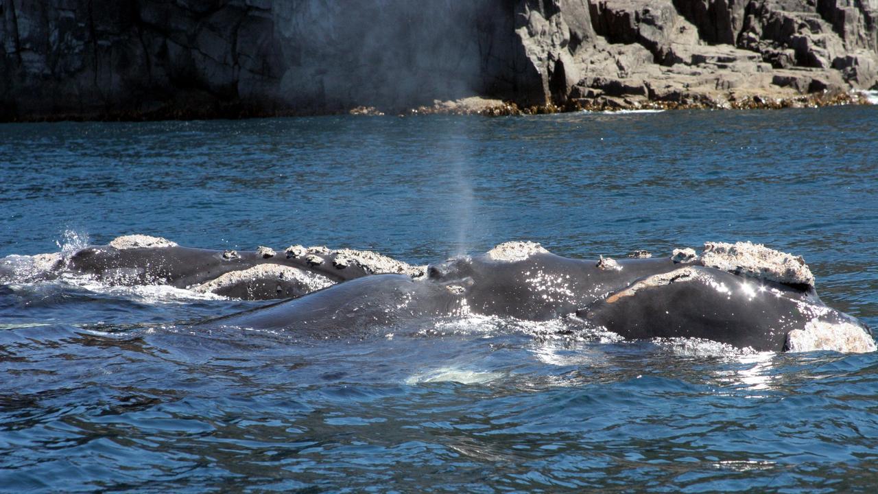 Southern right whales migrating through Tasmanian waters heading north for Winter. Picture: Marine Conservation Program