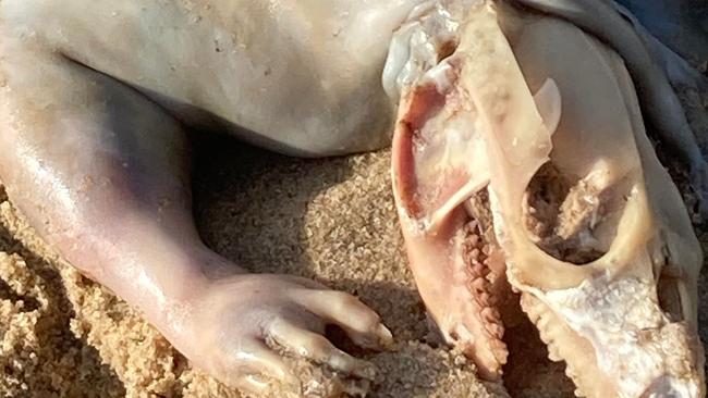 Maroochydore resident Alex Tan was shocked to discover a mystery animal at Cotton Tree beach following recent floods.