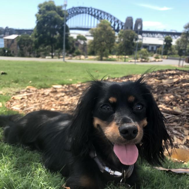 Minnie, of Meadowbank, hanging out at Barangaroo on a beautiful day. Picture: Peta McConachie
