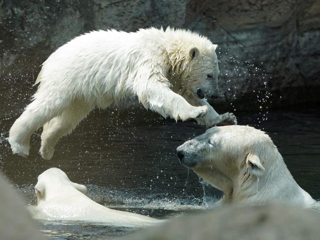 The few months-old polar bear twins Anna and Elsa play with their mother Valeska as they explore the enclosure in the zoo Bremerhaven in Bremerhaven, northern Germany. Picture: Patrik Stollarz / AFP.