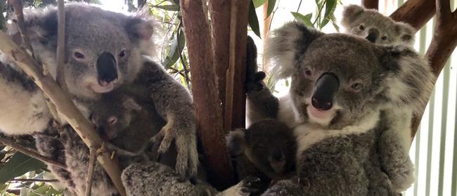 Koalas continue to be a major drawcard for tourists at Featherdale Wildlife Park.