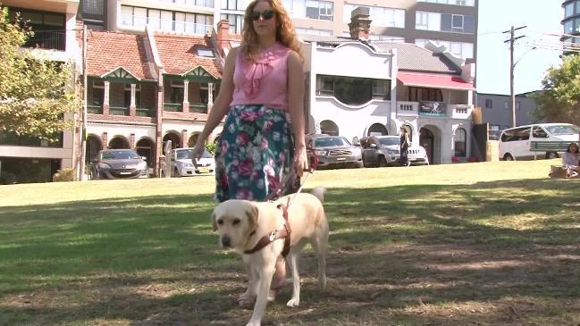 Guide dogs attacked in NSW and ACT