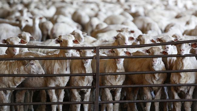 Sheep ready for live export at Peel Feedlot, Mardella, WA. Picture: Philip Gostelow