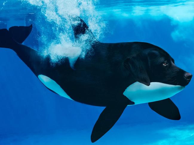 A black labrador and a killer whale make an adorable combination.