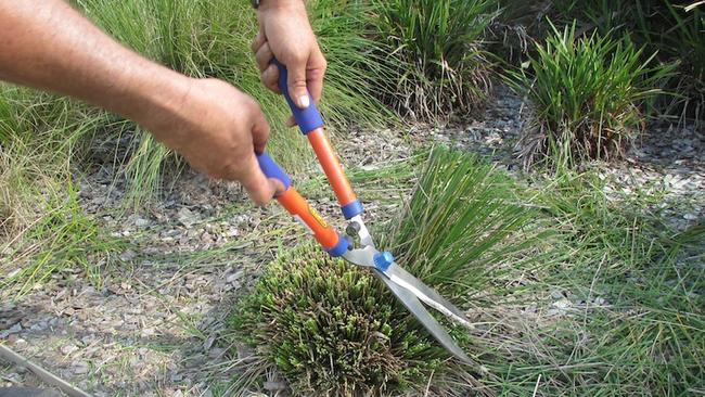 Use sharp shears to prune grassy and strap-leaf plants.