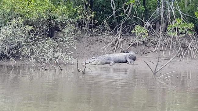 Monster croc spotted at Constant Ck