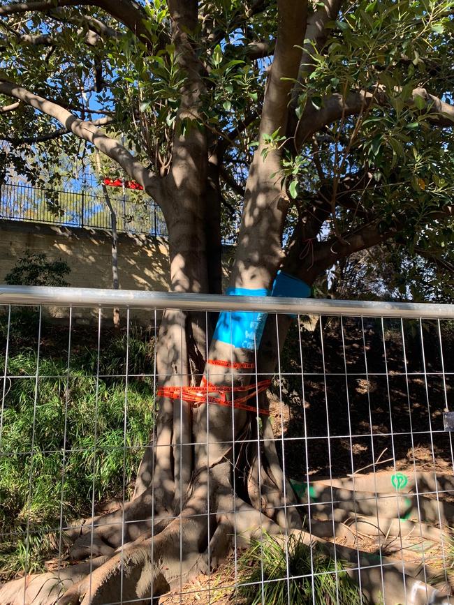 A large fig tree in Buruwan Park reading “save me”.