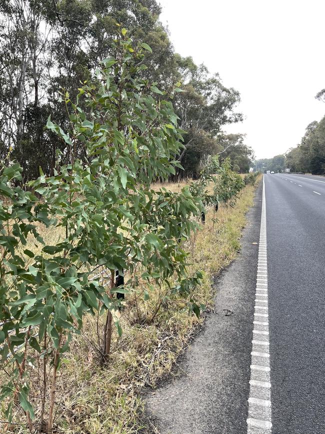 Trees up to 2m high growing through and almost hiding the wire-rope safety barrier on the Princes Hwy.