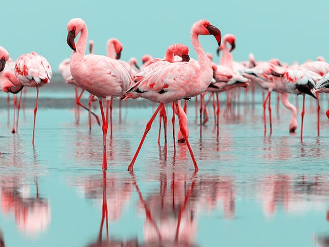 Wild african birds. Group birds of pink african flamingos walking around the blue lagoon on a sunny day