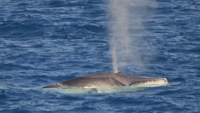 Guests and crew aboard Port Douglas-based dive and snorkel vessel Silversonic were witness to a rare sighting of an Omura’s Whale while en route to Agincourt Reef. Photo: Supplied.