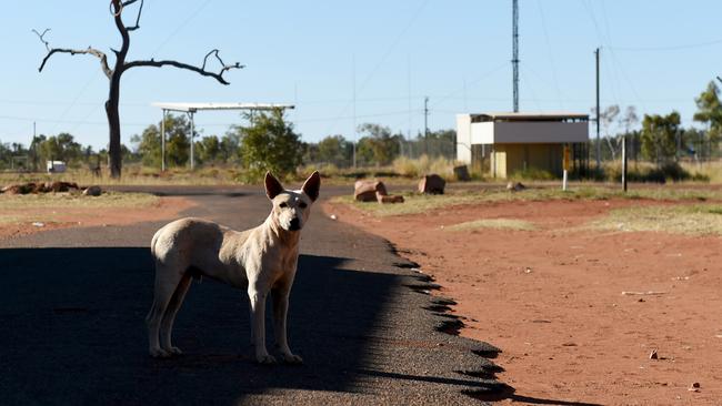 Aboriginal Community Ali Curung near Tennant Creek. Ali-Curung dogs. Picture: Tricia Watkinson