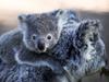 SYDNEY, AUSTRALIA - AUGUST 27: A female koala and her young joey are seen moving along the ground following a general health check at the Australian Reptile Park on August 27, 2020 on the Central Coast in Sydney, Australia. Dean Reid, Head Mammal and Bird Keeper oversees the Australian Reptile Park's koala breeding program which currently has a record number of 38 koalas, including 9 joeys. A New South Wales parliamentary inquiry released in June 2020 has found that koalas will become extinct in the state before 2050 without urgent government intervention. Making 42 recommendations, the inquiry found that climate change is compounding the severity and impact of other threats, such as drought and bushfire, which is drastically impacting koala populations by affecting the quality of their food and habitat. The plight of the koala received global attention in the wake of Australia's devastating bushfire season which saw tens of thousands of animals killed around the country. While recent fires compounded the koala's loss of habitat, the future of the species in NSW is also threatened by continued logging, mining, land clearing, and urban development. Along with advising agencies work together to create a standard method for surveying koala populations, the inquiry also recommended setting aside protected habitat, the ruling out of further opening up of old-growth state forest for logging and the establishment of a well-resourced network of wildlife hospitals in key areas of the state staffed by suitably qualified personnel and veterinarians. The NSW Government has committed to a $44.7 million koala strategy, the largest financial commitment to protecting koalas in the state's history. (Photo by Lisa Maree Williams/Getty Images)