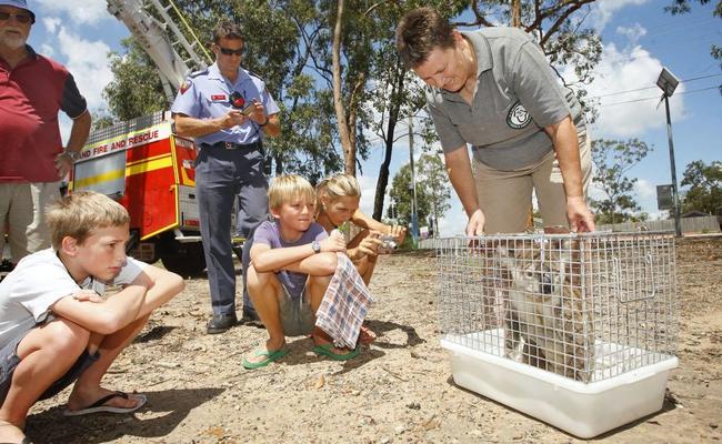 Ipswich Koala Protection Society secretary Helen Darbellay with the injured koala. . Picture: David Nielsen