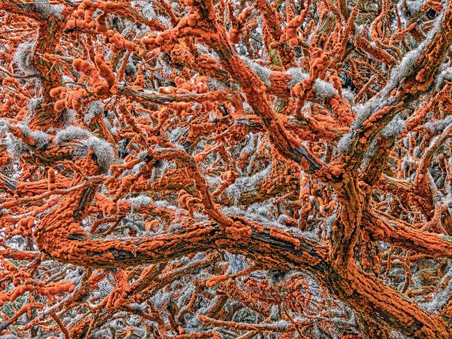 Zorica Kovacevic’s Tapestry of Life is the 2019 winner in the Plants and Fungi category. Picture: Zorica Kovacevic/ Wildlife Photographer of the Year