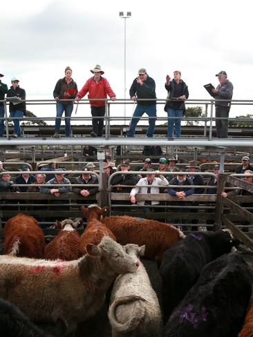 Weighed beef steers sold from 295c/kg to 350c/kg, while unweighed lots made to a top of $1060, starting at $600 for the lightest pens at the Warrnambool store sale. Picture: Andy Rogers