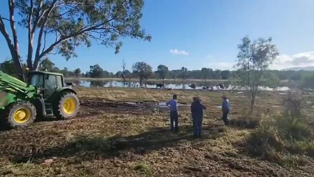 Crews are on scene clearing the road after a cattle truck rolled on the Capricorn Highway