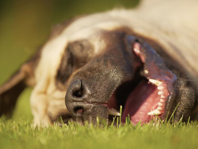 The dog became very sleepy after his unusual snack. Not the actual dog. Picture: Thinkstock