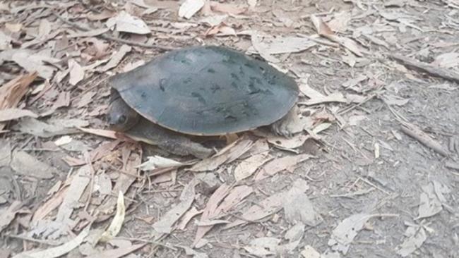 A turtle trying to escape Black Swan Lake.