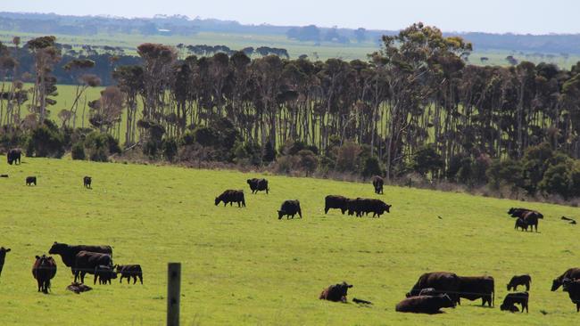 Located halfway between Tasmania and Victoria, King Island has become a popular location for cattle production and other agricultural ventures.