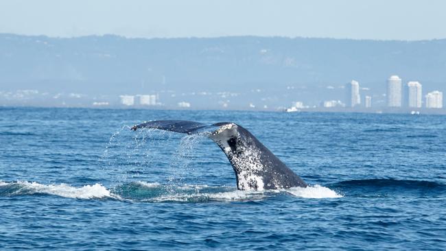 Humpback whales migrating past the Gold Coast. Picture: Mark Buckley Photography.