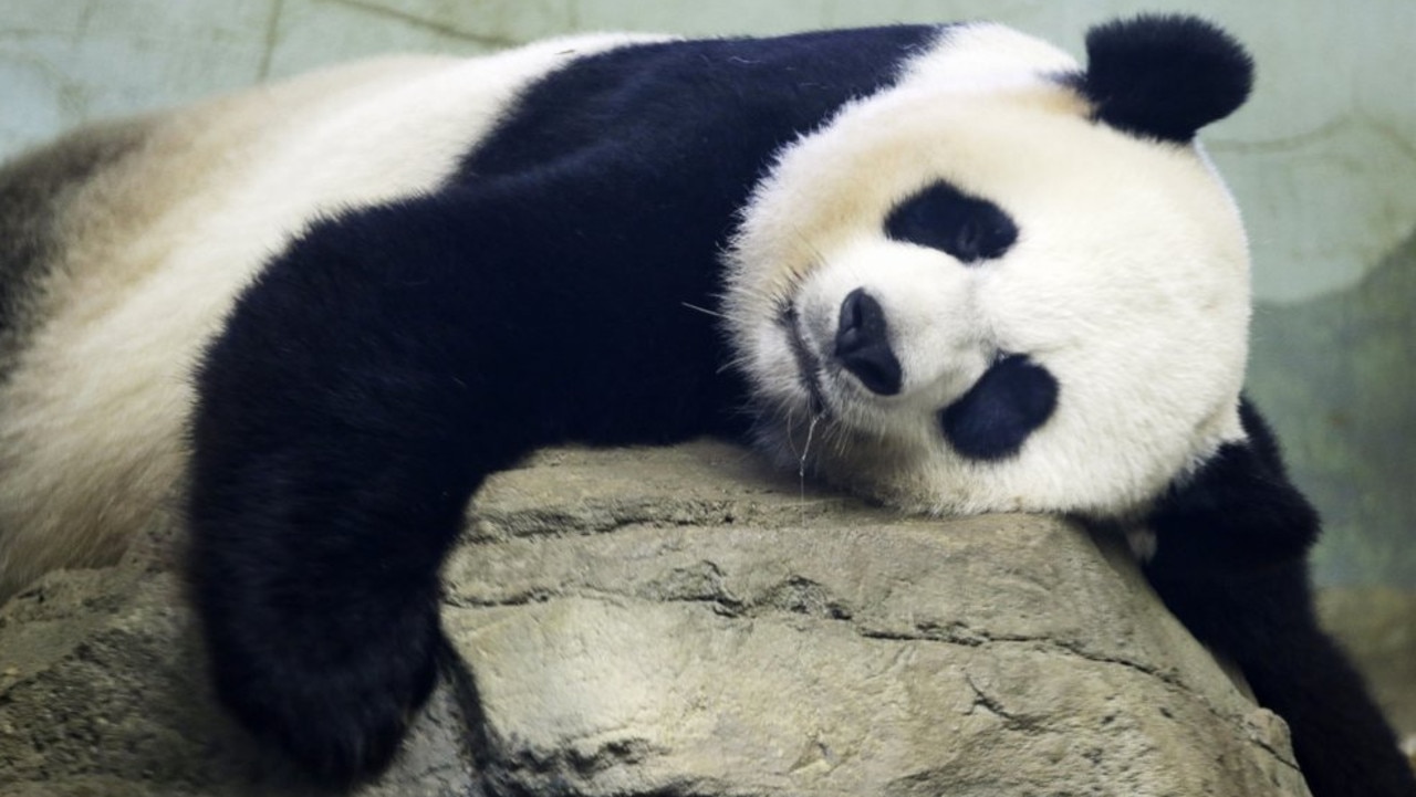 In this Aug. 23, 2015 file photo, The Smithsonian National Zoo's Giant Panda Mei Ziang, sleeps in the indoor habitat at the zoo in Washington. Zookeepers at Washington’s National Zoo are on baby watch after concluding that venerable giant panda matriarch Mei Ziang is pregnant and could give birth this week. (AP Photo/Jacquelyn Martin)