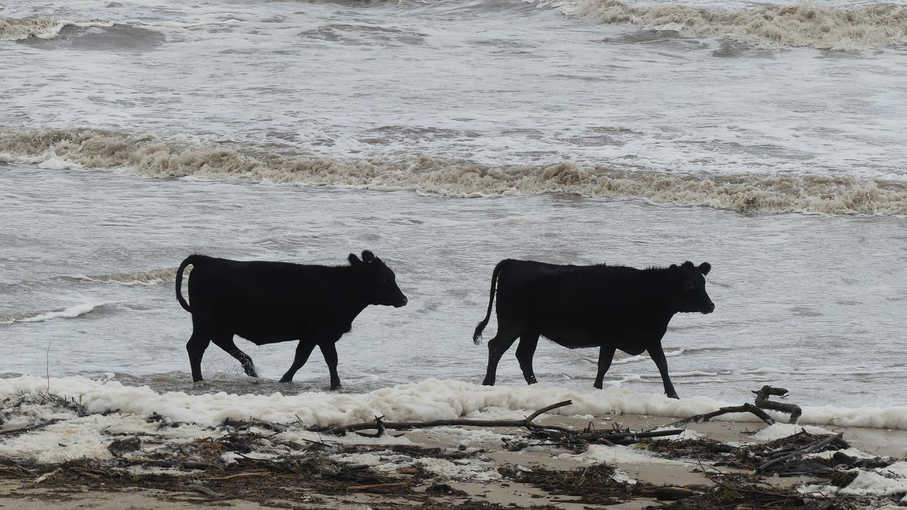 Several cattle and livestock have been washed away amid the raging floodwaters this week. Picture: Facebook