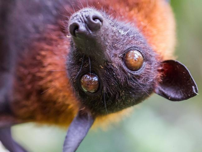 SOCIAL MEDIA IMAGE DISCUSS USE WITH YOUR EDITOR - 60,000 flying foxes in Cooloola Cove