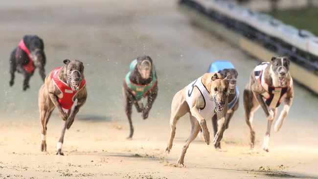 Greyhounds may continue to race in NSW. Picture: Stephen Laffer