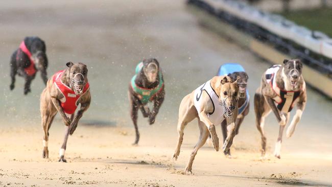 NSW Greyhound Ban: Mike Baird Expected To Backflip On New Laws | News ...