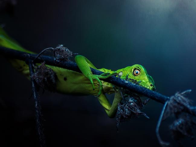 Cautelosa / Cautious ... Taken on June 12, 2016, while working in the field, this iguana was near a small creek had done several reptile shots until I got this one. Picture: Jonatan Banista, Panama, 1st Place, National Awards, 2017 Sony World Photography Awards