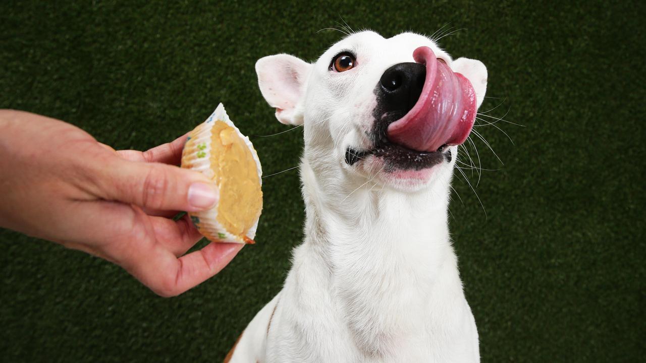 Avoid being too indulgent with feeding your dog snacks. Picture: AAP Image/Claudia Baxter